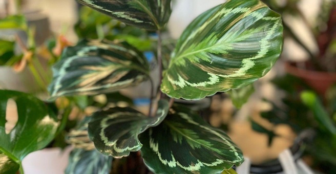 Фото номер 4 - Ivy's Secret Garden, cafe - Dubai, UAE