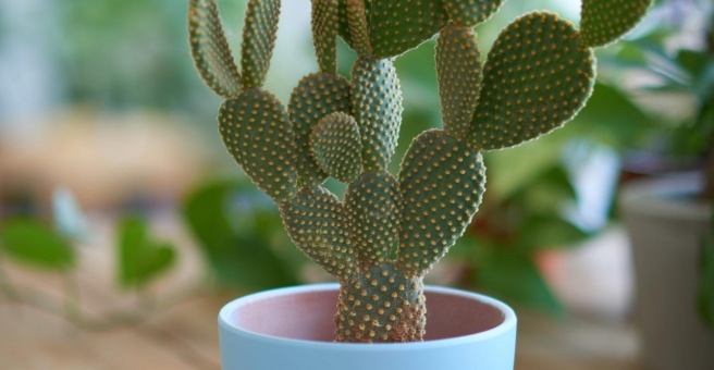 Фото номер 6 - Ivy's Secret Garden, cafe - Dubai, UAE